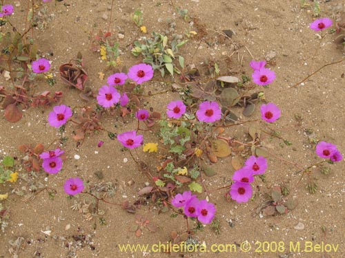 Image of Cistanthe sp.  #1184 (). Click to enlarge parts of image.