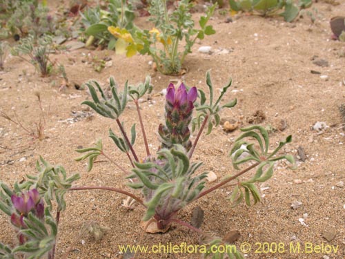 Image of Lupinus microcarpus (). Click to enlarge parts of image.