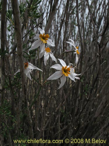Leucocoryne coronata의 사진