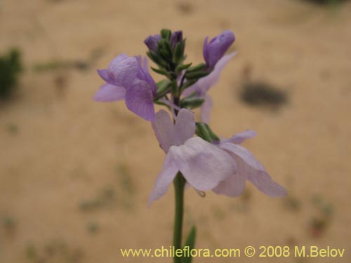 Image of Linaria texana (). Click to enlarge parts of image.
