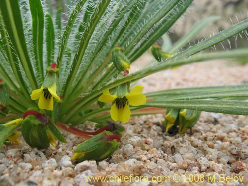 Image of Viola polypoda (). Click to enlarge parts of image.
