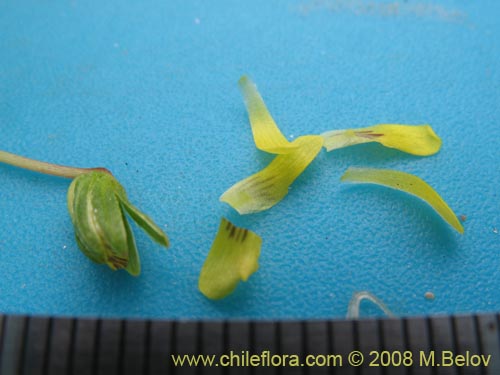 Image of Viola polypoda (). Click to enlarge parts of image.