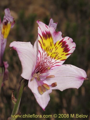 Imágen de Alstroemeria philippii var. albicans (). Haga un clic para aumentar parte de imágen.