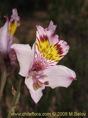 Bild von Alstroemeria philippii var. albicans (). Klicken Sie, um den Ausschnitt zu vergrössern.