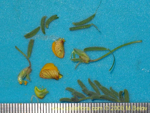 Image of Fabaceae sp. #2003 (). Click to enlarge parts of image.