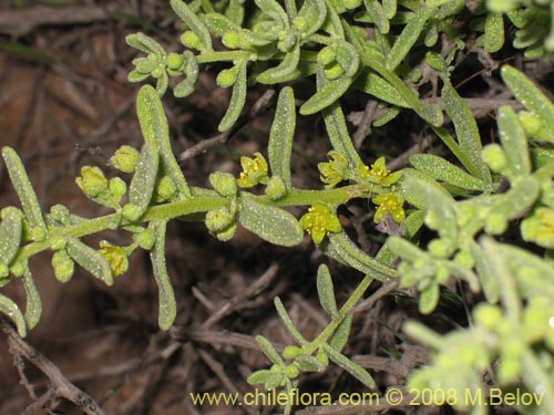 Bild von Tetragonia angustifolia (). Klicken Sie, um den Ausschnitt zu vergrössern.