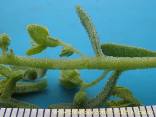 Bild von Tetragonia angustifolia (). Klicken Sie, um den Ausschnitt zu vergrössern.