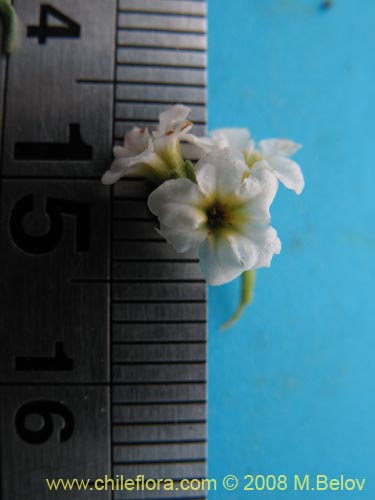 Bild von Heliotropium filifolium (). Klicken Sie, um den Ausschnitt zu vergrössern.