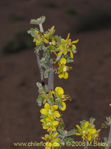 Bulnesia chilensis의 사진
