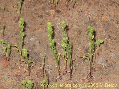 Image of Unidentified Plant sp. #2002 (). Click to enlarge parts of image.