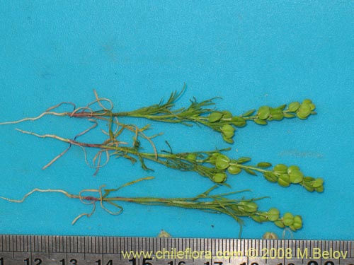 Brassicaceae sp. #2002的照片