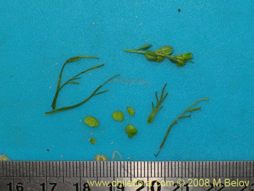 Image of Unidentified Plant sp. #2002 (). Click to enlarge parts of image.