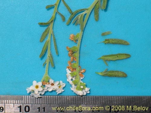 Image of Heliotropium myosotifolium (). Click to enlarge parts of image.