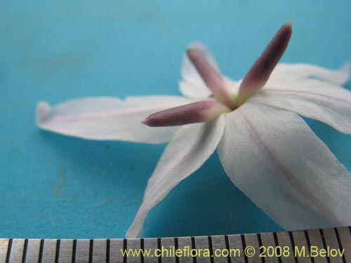 Leucocoryne appendiculataの写真