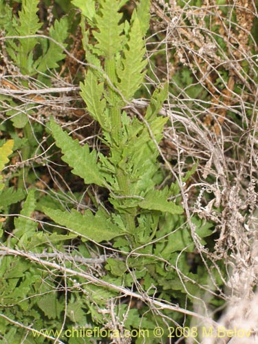 Image of Aloysia salviifolia (Cedrón del monte). Click to enlarge parts of image.