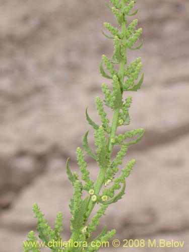 Image of Aloysia salviifolia (Cedrón del monte). Click to enlarge parts of image.