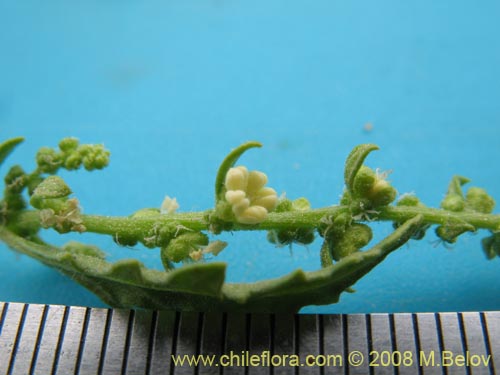 Aloysia salviifolia的照片