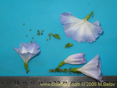 Nolana sp.  #2730 filifoliaの写真