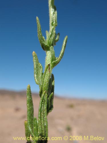 Image of Unidentified Plant sp. #Z 8661 (). Click to enlarge parts of image.