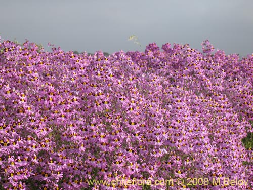 Image of Schizanthus litoralis (Mariposita costera). Click to enlarge parts of image.