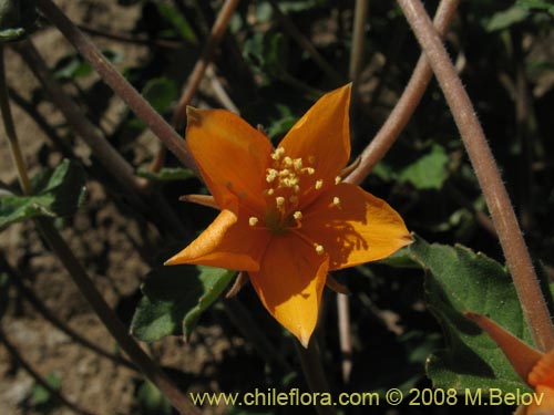 Imágen de Mentzelia chilensis (). Haga un clic para aumentar parte de imágen.