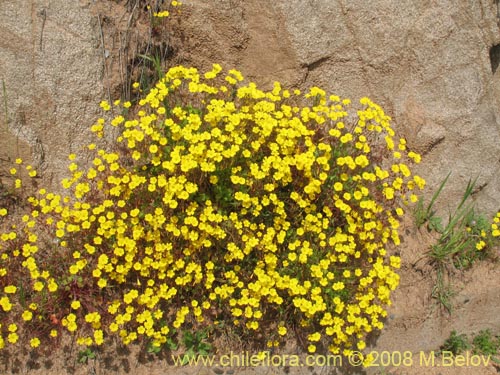 Image of Oxalis strictula (). Click to enlarge parts of image.