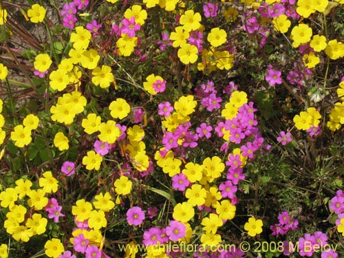 Image of Oxalis strictula (). Click to enlarge parts of image.