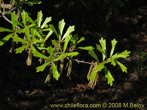 Image of Quercus nigra (Roble negro / Roble americano / Roble del agua). Click to enlarge parts of image.