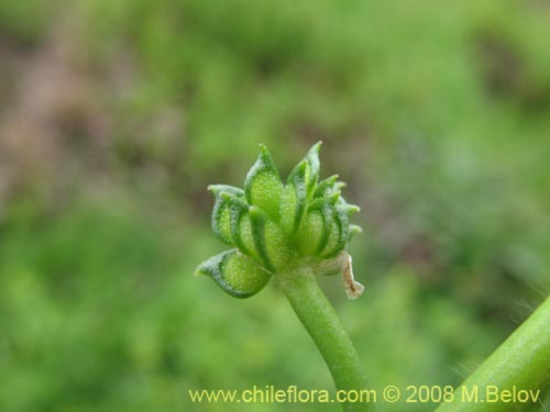 Ranunculus sp. #1765的照片