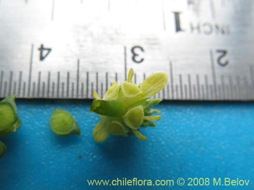 Image of Ranunculus sp. #1765 (). Click to enlarge parts of image.