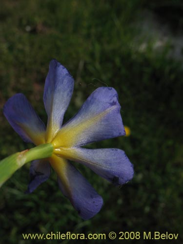 Calydorea xyphioidesの写真