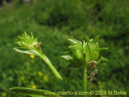 Bild von Ranunculus muricatus (Botón de oro / Ensalada de ranas / Pata de gallo). Klicken Sie, um den Ausschnitt zu vergrössern.