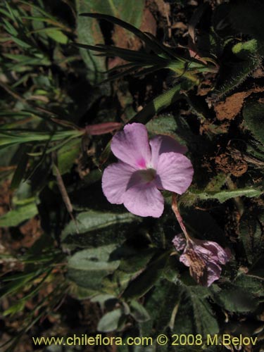 Image of Stenandrium dulce (Hierba de la piÃ±ada). Click to enlarge parts of image.