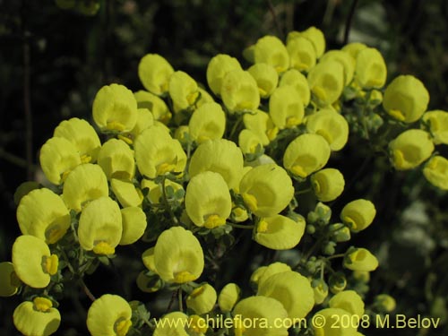 Image of Calceolaria nudicaulis (). Click to enlarge parts of image.