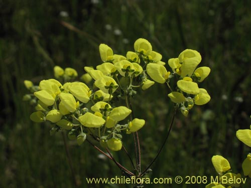 Imágen de Calceolaria nudicaulis (). Haga un clic para aumentar parte de imágen.