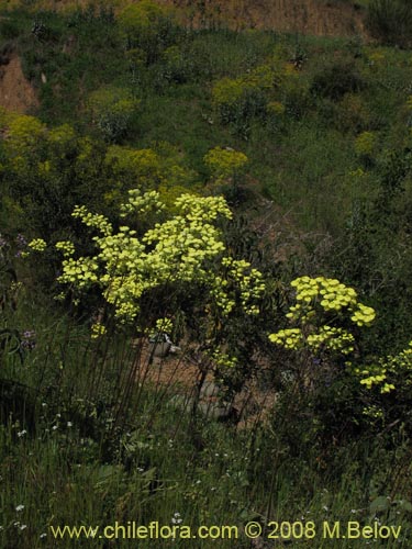 Фотография Calceolaria nudicaulis (). Щелкните, чтобы увеличить вырез.