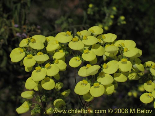 Calceolaria nudicaulis의 사진