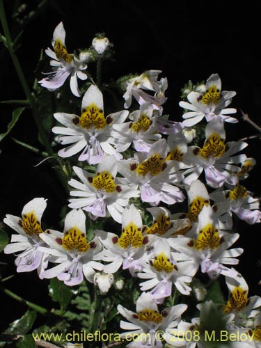 Image of Schizanthus tricolor (). Click to enlarge parts of image.