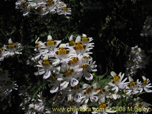 Schizanthus tricolorの写真