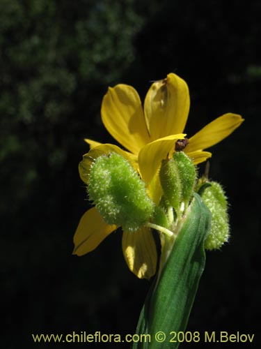 Sisyrinchium graminifolium的照片