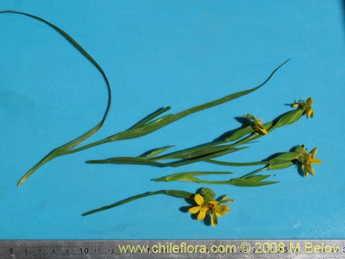 Sisyrinchium graminifoliumの写真