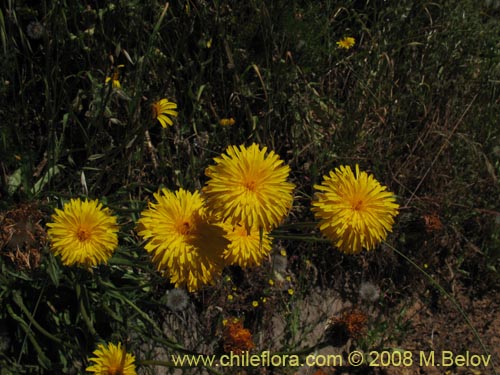 Asteraceae sp. #Z 8034의 사진