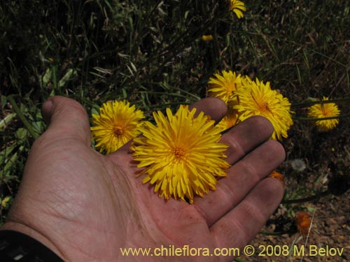 Imágen de Asteraceae sp. #Z 8034 (). Haga un clic para aumentar parte de imágen.