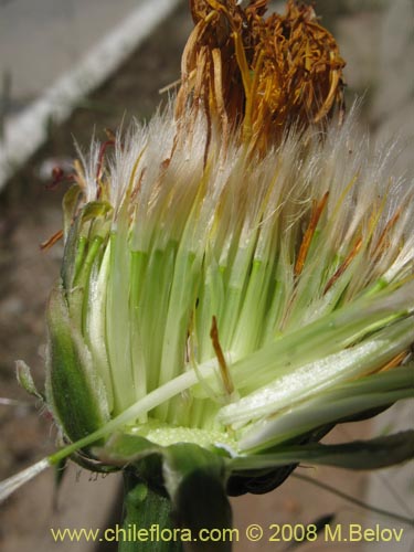 Bild von Asteraceae sp. #Z 8034 (). Klicken Sie, um den Ausschnitt zu vergrössern.