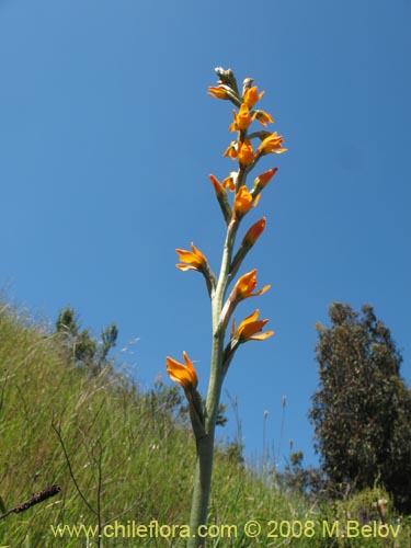 Фотография Chloraea chrysantha (). Щелкните, чтобы увеличить вырез.