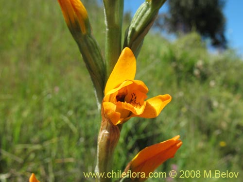 Chloraea chrysantha的照片