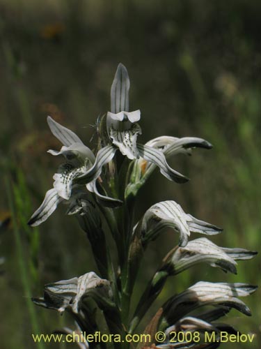 Chloraea incisaの写真