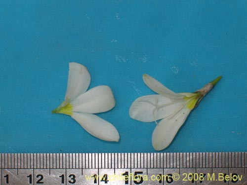 Image of Unidentified Plant sp. #1206 (). Click to enlarge parts of image.