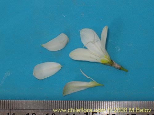 Image of Unidentified Plant sp. #1206 (). Click to enlarge parts of image.