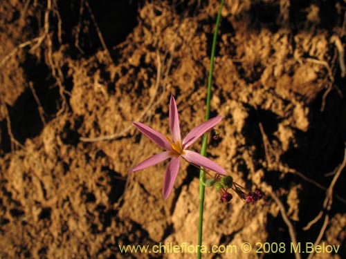 Image of Sisyrinchium scirpoideum var. scirpoideum (). Click to enlarge parts of image.